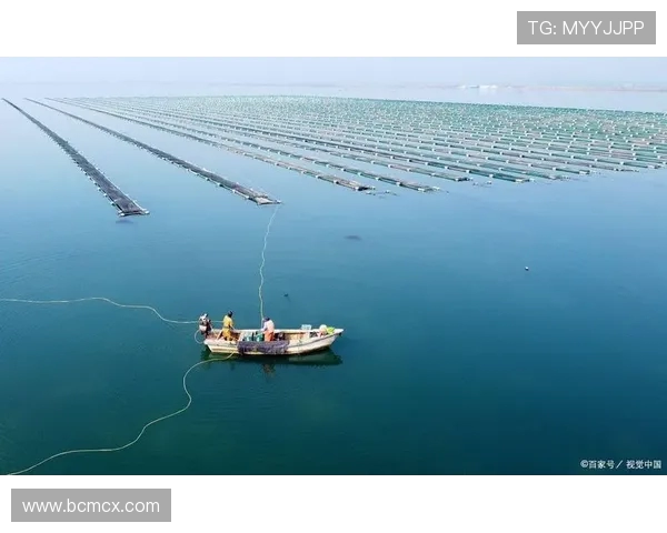 青岛国信水产引领海洋产业高质量发展打造现代化渔业新格局